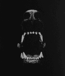 Dog mouth