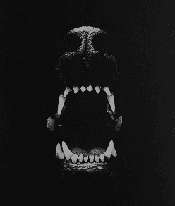 Dog mouth
